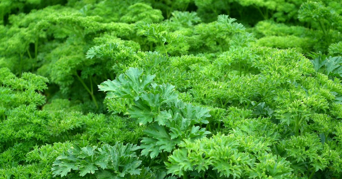 découvrez l'univers des herbes : leurs bienfaits, utilisations en cuisine, et astuces de jardinage pour cultiver vos propres aromates. idéal pour les passionnés de jardinage et de gastronomie.