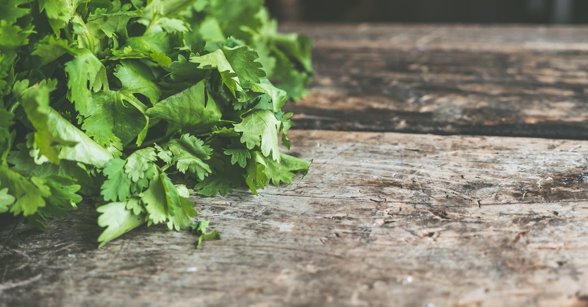 découvrez tout l'univers des herbes : des conseils de cultivation, des recettes savoureuses et des bienfaits pour la santé. explorez comment intégrer ces trésors de la nature dans votre cuisine et votre bien-être au quotidien.