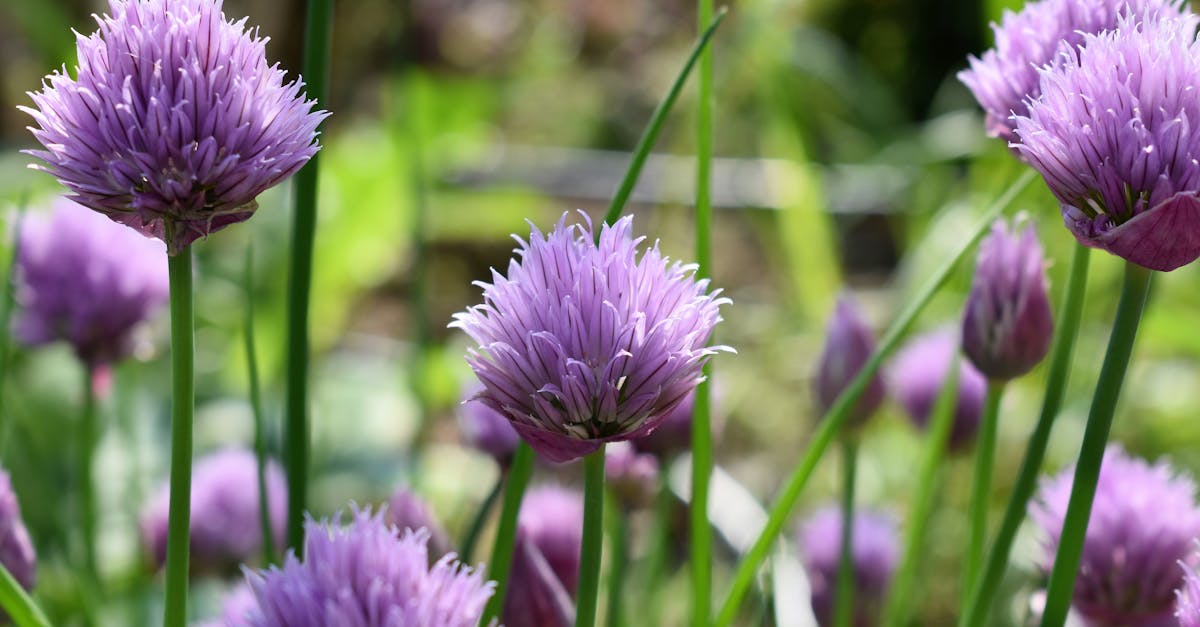 découvrez le monde fascinant des herbes aromatiques : conseils de culture, recettes savoureuses et bienfaits pour la santé. explorez comment intégrer ces ingrédients naturels dans votre cuisine pour rehausser vos plats avec des saveurs authentiques.