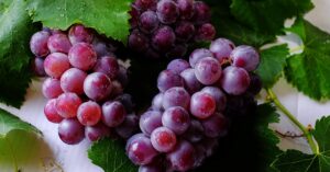 découvrez tout sur les céphalées en grappes, un type de mal de tête intense et handicapant. apprenez à reconnaître les symptômes, les traitements disponibles et les conseils pour gérer cette affection douloureuse. trouvez des ressources pour mieux comprendre et vivre avec des céphalées en grappes.