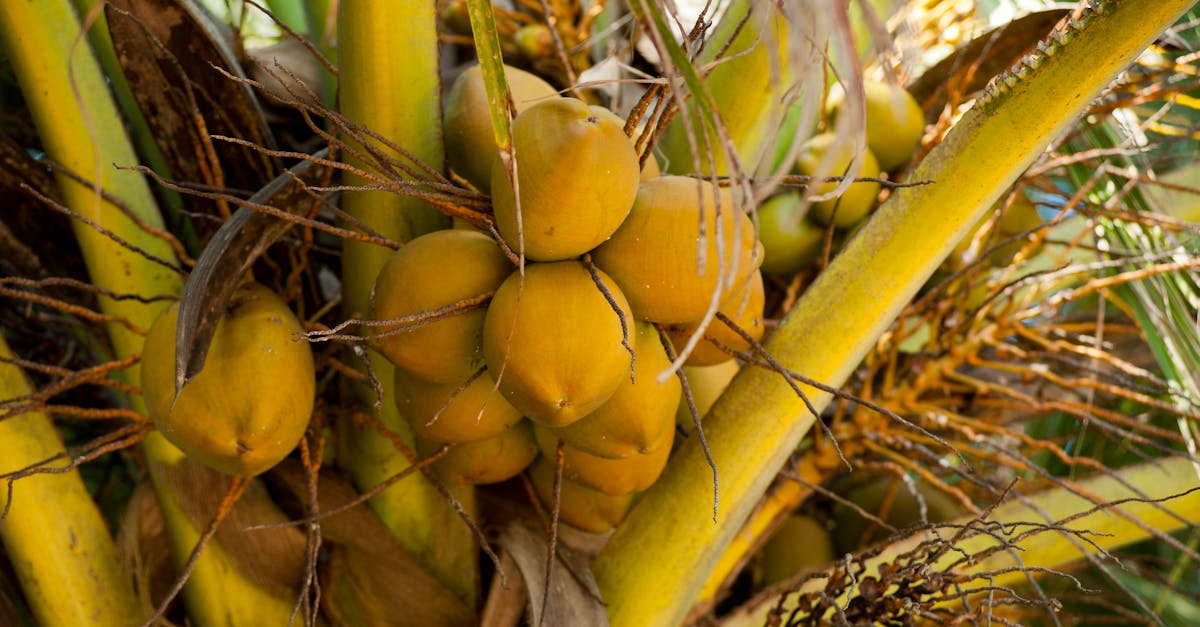 découvrez tout sur les céphalées en grappes, une affection rare mais intense, caractérisée par des douleurs aiguës et récurrentes. apprenez à reconnaître les symptômes, les déclencheurs et les options de traitement pour mieux gérer cette condition.