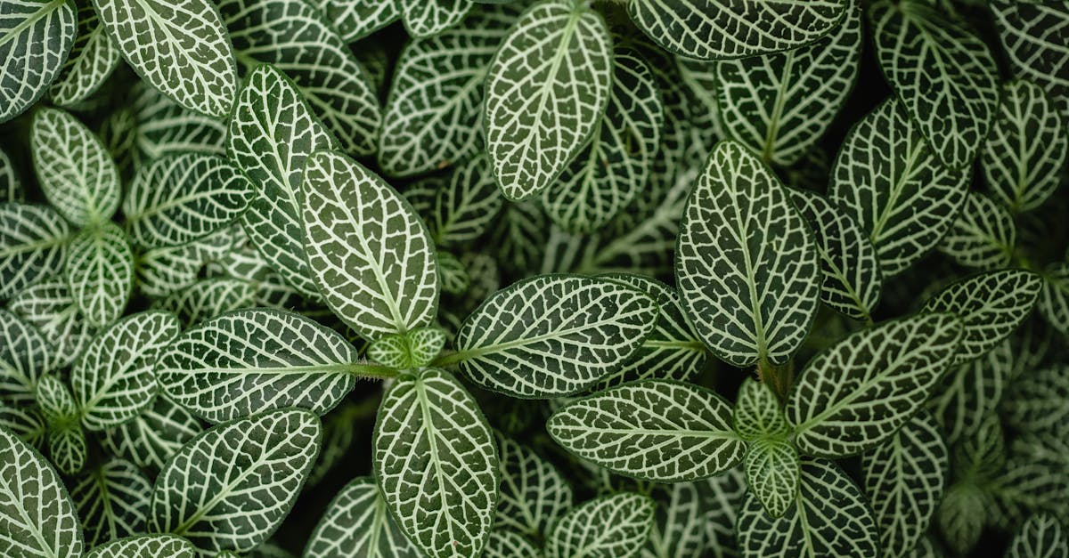 découvrez tout sur les nerfs, leur fonction essentielle dans le système nerveux, et leur rôle crucial dans la transmission des signaux entre le cerveau et le corps. apprenez comment les nerfs influencent notre santé et notre bien-être.
