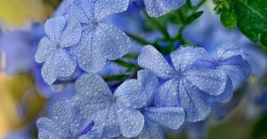 découvrez tout sur les céphalées en grappes, une forme intense de migraine caractérisée par des crises douloureuses et récurrentes. apprenez les symptômes, les traitements et les conseils pour mieux gérer cette affection neurologique.