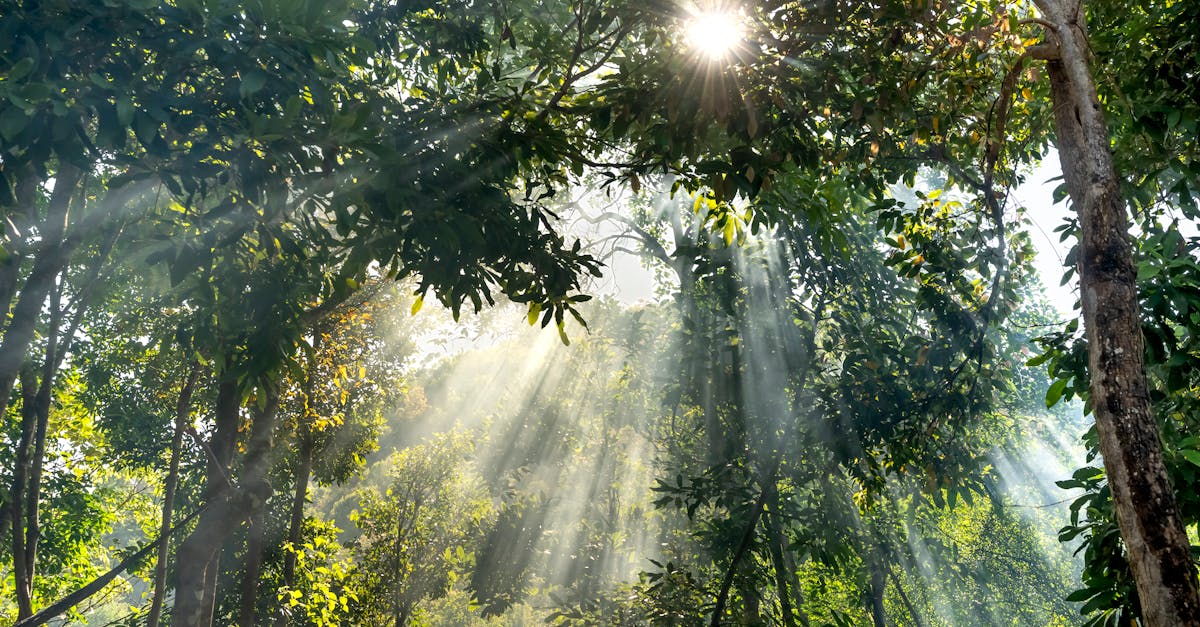 optimisez votre bien-être lombaire avec nos conseils et astuces sur la santé du dos. découvrez des exercices, des postures et des traitements pour prévenir et soulager les douleurs lombaires.