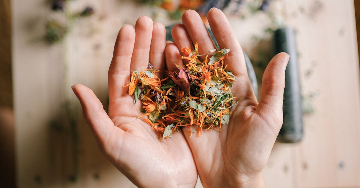 découvrez des remèdes naturels efficaces pour améliorer votre bien-être au quotidien. explorez des solutions à base de plantes, d'huiles essentielles et d'autres ingrédients naturels pour soulager divers maux, renforcer votre système immunitaire et favoriser une vie saine.