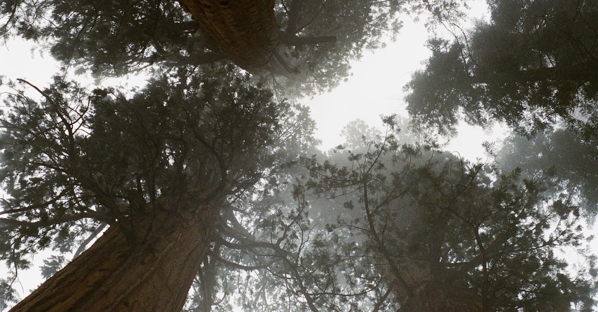 découvrez 'vertigo', une expérience captivante qui vous plongera dans un univers de sensations fortes et d'émotions intenses. suivez un protagoniste en proie à des vertiges métaphoriques et littéraux, où chaque tournant révèle des secrets cachés et des luttes intérieures. un voyage unique au cœur du suspense et de la psychologie.
