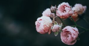 découvrez tout sur l'épaule gelée (frozen shoulder), ses symptômes, causes et traitements. apprenez comment soulager la douleur et retrouver votre mobilité grâce à des conseils pratiques et des options de soins adaptées.
